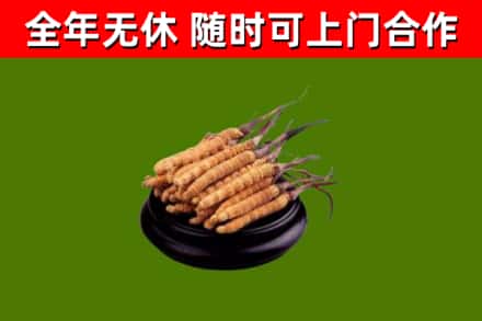 向阳回收冬虫夏草