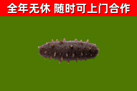 向阳回收海参干
